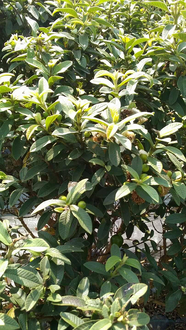 圖檔